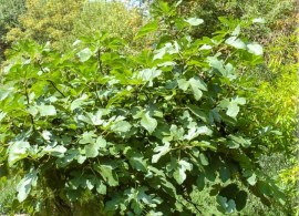 ficus-carica-violette-feigen-feigenbaeume (2)